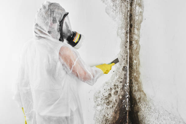 Best Commercial Mold Removal  in Keller, TX