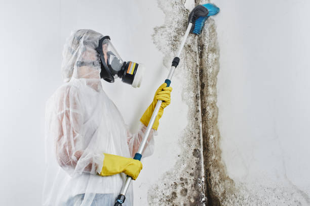 Best Mold Removal and Inspection  in Keller, TX