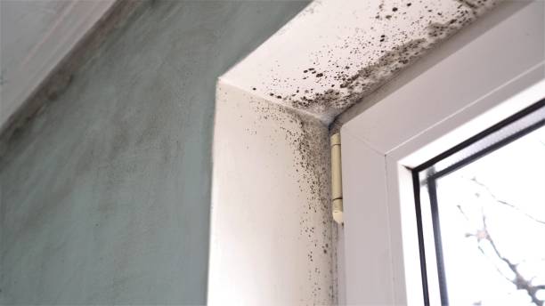 Best Local Mold Removal Service  in Keller, TX