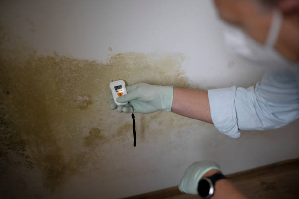 Best Mold Removal Company Near Me  in Keller, TX
