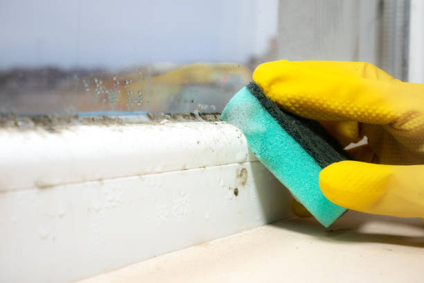 Best Home Mold Removal  in Keller, TX