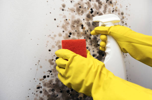Best Crawl Space Mold Removal  in Keller, TX