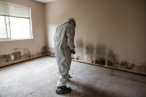 Best Black Mold Removal  in Keller, TX