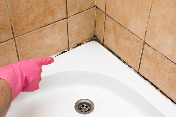 Best Mold Damage Repair  in Keller, TX